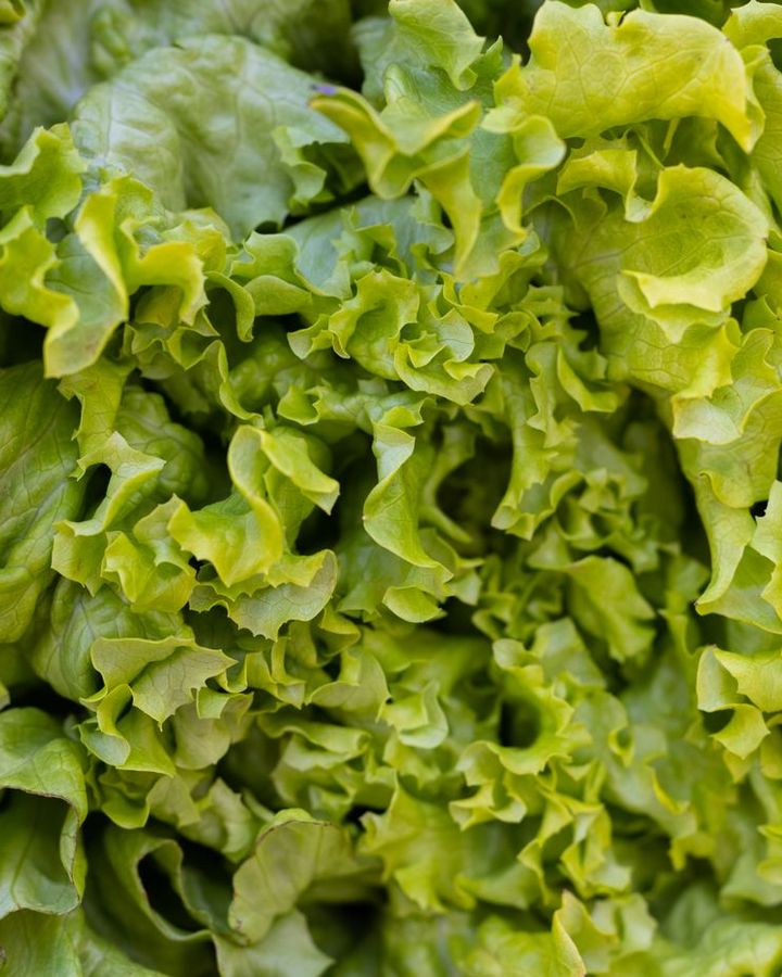 Green Batavia lettuce
