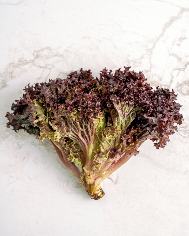 Red Batavia lettuce